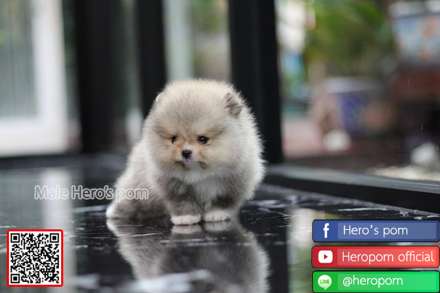 ขายปอมแท้  เพศผู้ น่ารักมากๆ