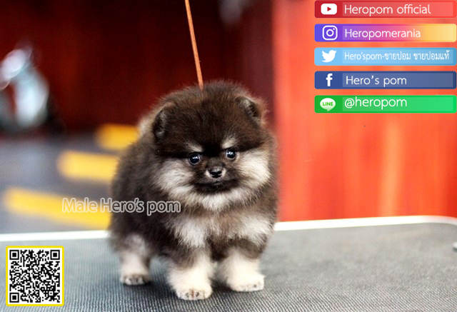 ขายปอมแท้