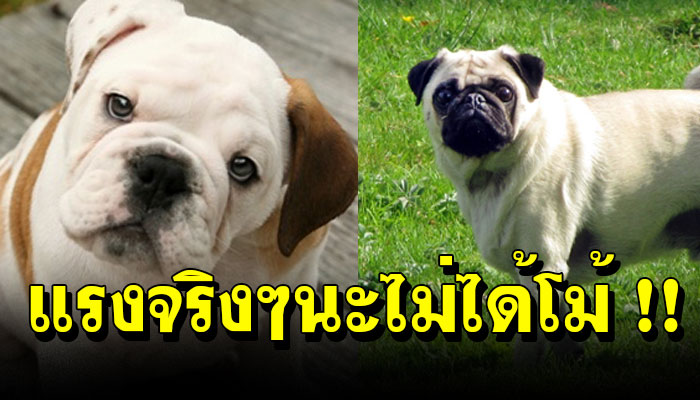 10 สุนัขที่มีกลิ่นตัวแรงที่สุด แรงจริงๆนะไม่ได้โม้