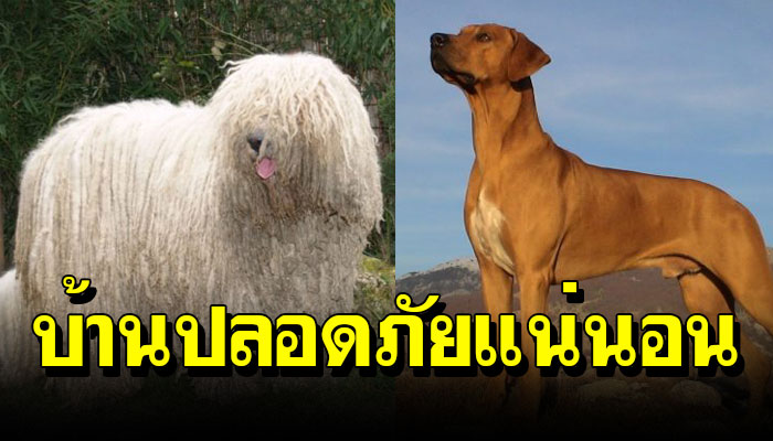 10 สายพันธุ์สุนัขตำรวจ ที่เฝ้าบ้านให้คุณ ได้ปลอดภัย 100%แน่นอน