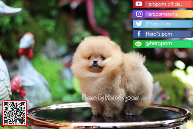 ขายปอมแท้  เพศเมียน่ารักมาก