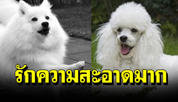 10 สายพันธุ์หมารักความสะอาด รักสะอาดกว่าเจ้าของซะอีกก
