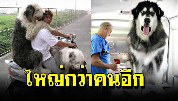 16 ภาพสุนัข ตัวใหญ่มากๆ ใหญ่กว่าคนซะอีก