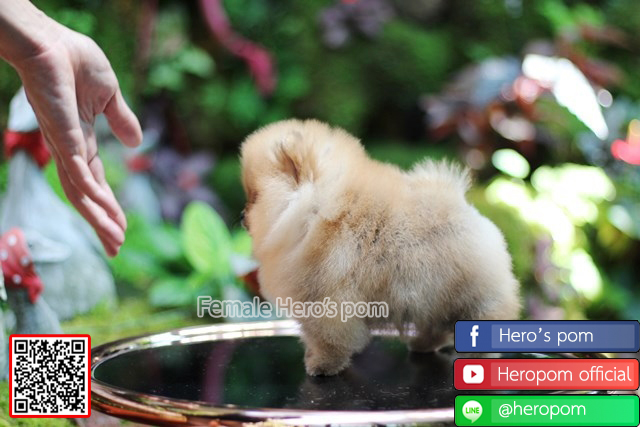 ขายปอมแท้  เพศเมียน่ารักมาก