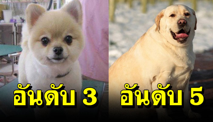 10 สายพันธุ์สุนัขที่คนไทยนิยม และ อยากเลี้ยงมากที่สุด
