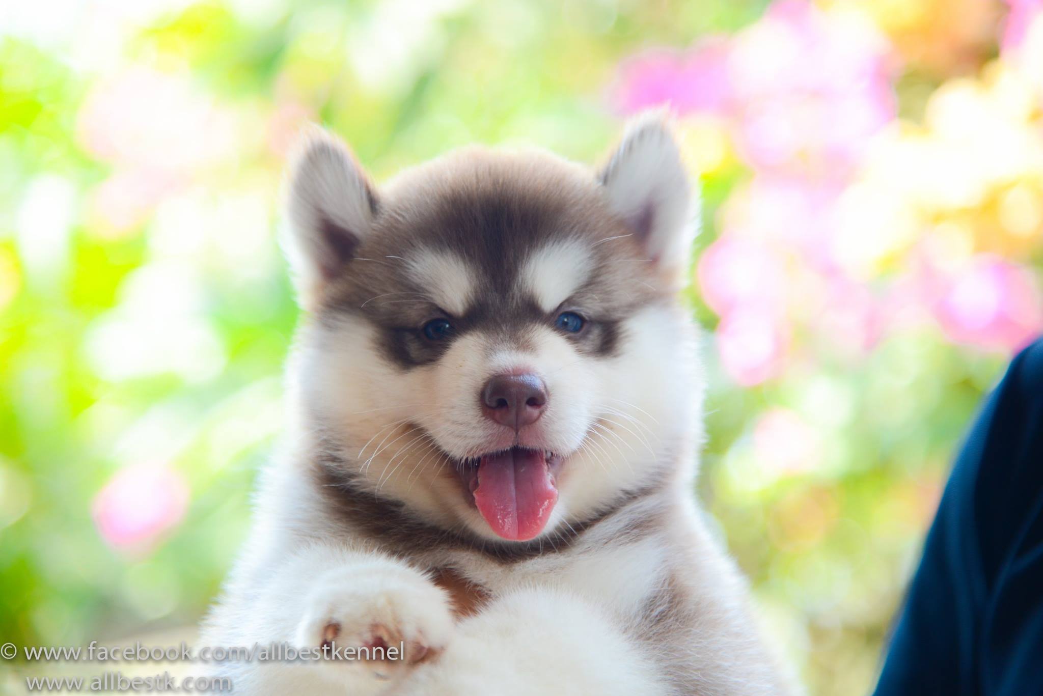 คัดมาแล้วน้องหมาไซบีเรียน ดีครบจบในที่เดียว ฟาร์มอันดับหนึ่ง