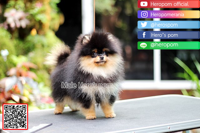 ขายปอมแท้
