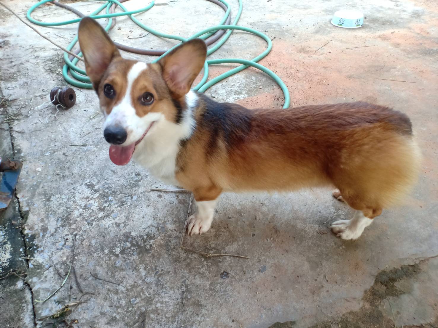 หาบ้านให้น้องหมาคอร์กี้คะ