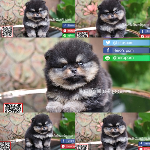 ขายปอมแท้