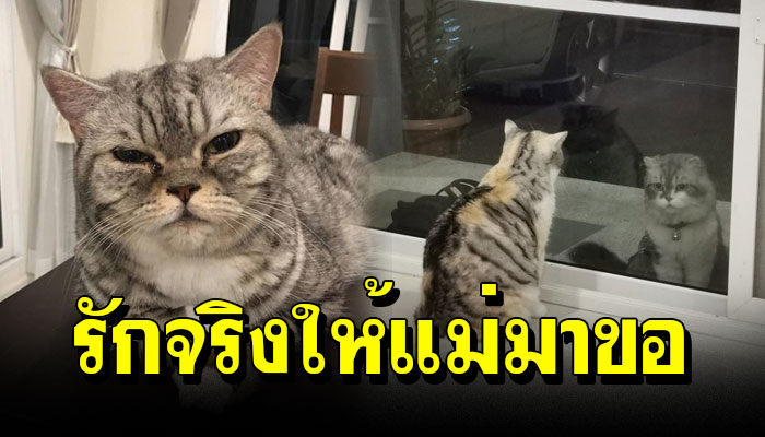 เหมียวหนุ่มแอบมาจ้องมองลูกสาวทุกวัน จนลูกสาวเกิดหวั่นไหวแบบนี้ให้แม่มาขอนะ