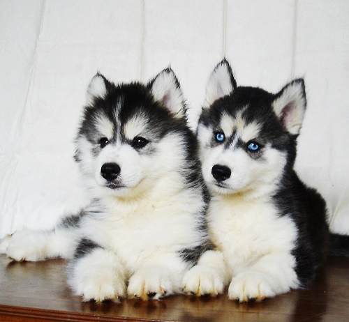 ขายสุนัขไซบีเรียนฮัสกี้ เกรดดี มีทุกสีทุกแบบให้เลือก allbest kennel