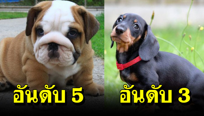 10 เจ้าหมาน้อยที่มีความ “ซื่อสัตย์” กับเจ้าของมากที่สุด