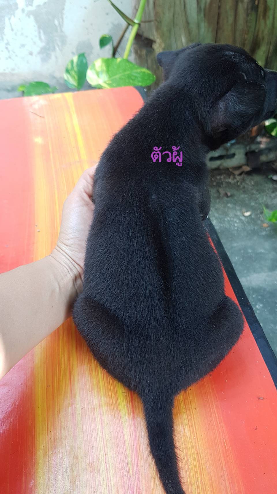 ไทยหลังอานสีดำสนิทพันธุ์แท้หมาบ้านเลี้ยงเอง ราคาเบาๆอยู่ นครปฐมโทร 0955564491
