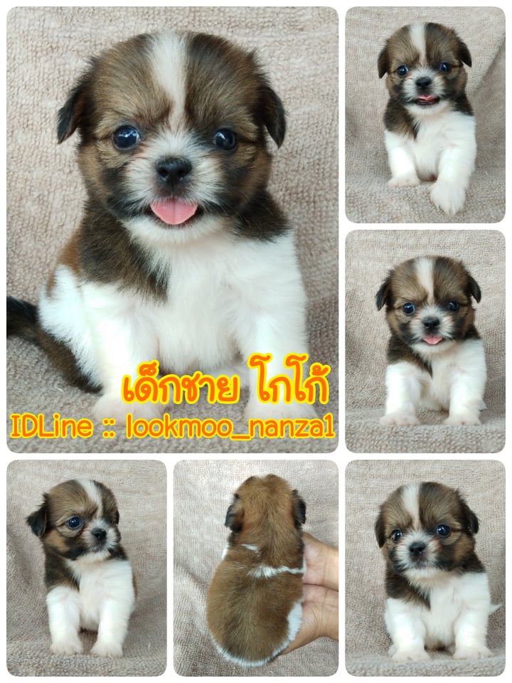 ชิสุทอยแท้!!!! 3สี