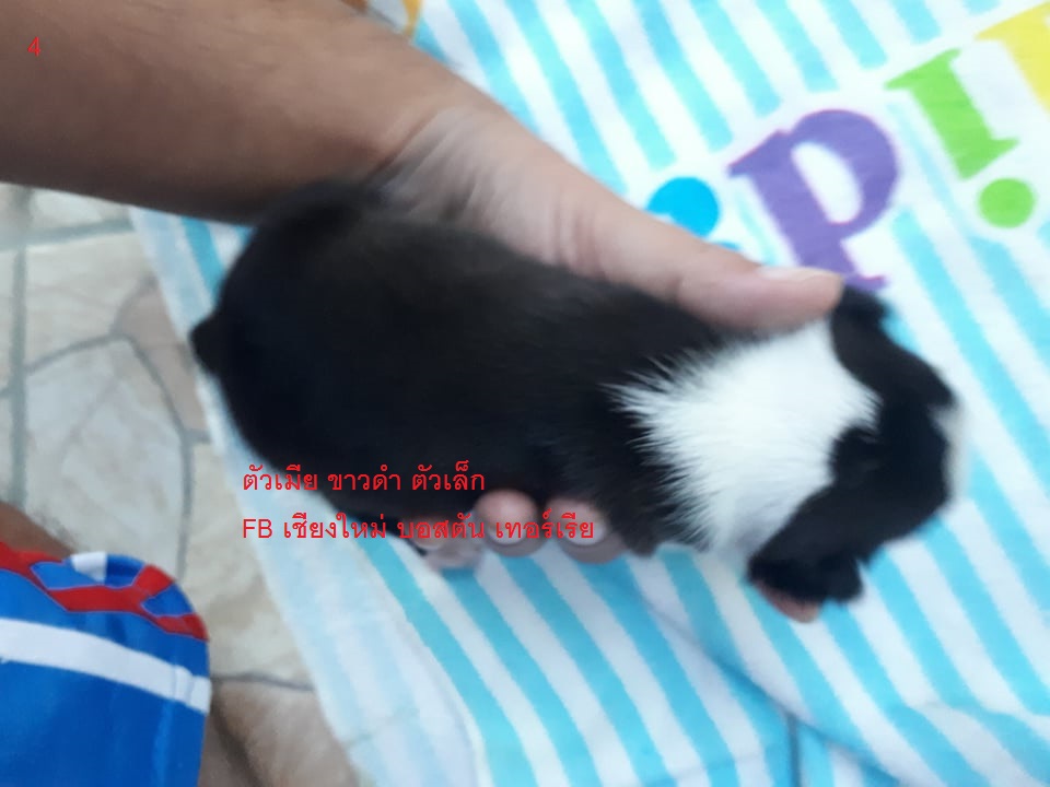 ลูกบอสตันเทอร์เรีย