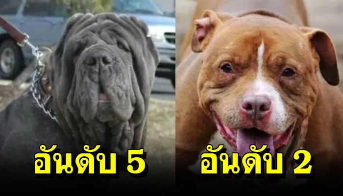 10 สุนัขที่ดุร้ายที่สุดในโลก