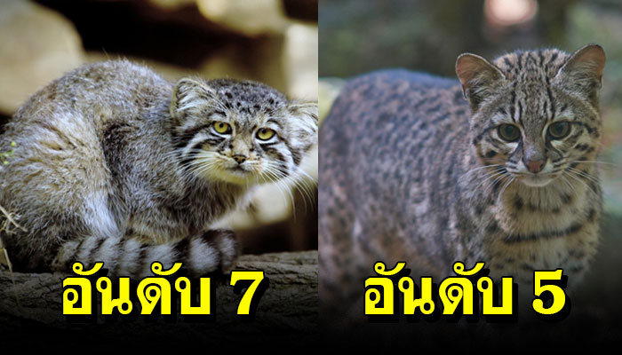 10 สายพันธุ์แมวหายาก ที่คุณอาจไม่เคยรู้ว่ามีชีวิตอยู่บนโลกนี้