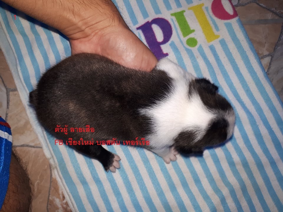ลูกบอสตันเทอร์เรีย