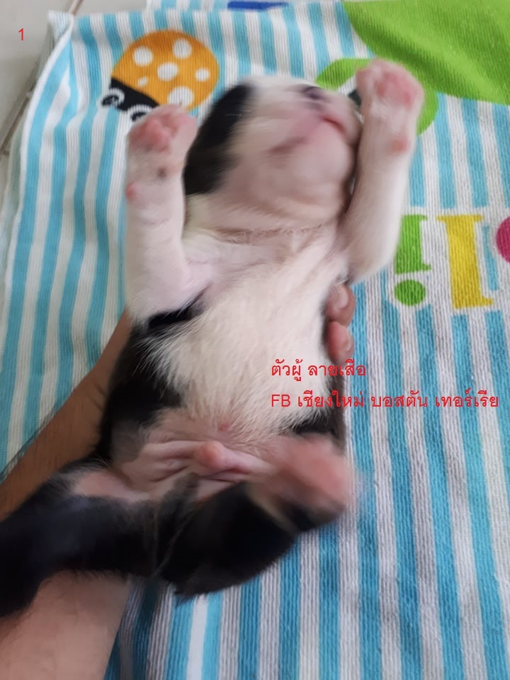 ลูกบอสตันเทอร์เรีย