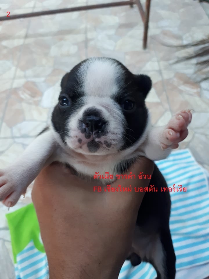 ลูกบอสตันเทอร์เรีย