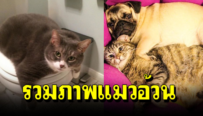 รวมภาพ 16 แมวอ้วน “ไซต์บิ๊กบึ้ม” เห็นแล้วทั้งฮาทั้งน่ารัก