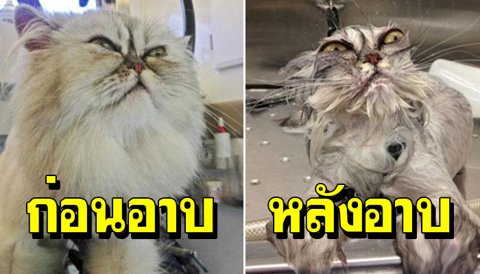 15 ภาพสุดฮา ก่อนและหลังอาบน้ำ อาบได้นู๋ไม่ว่าแต่อย่าเอามาลงโซเชียลแบบนี้ 555+