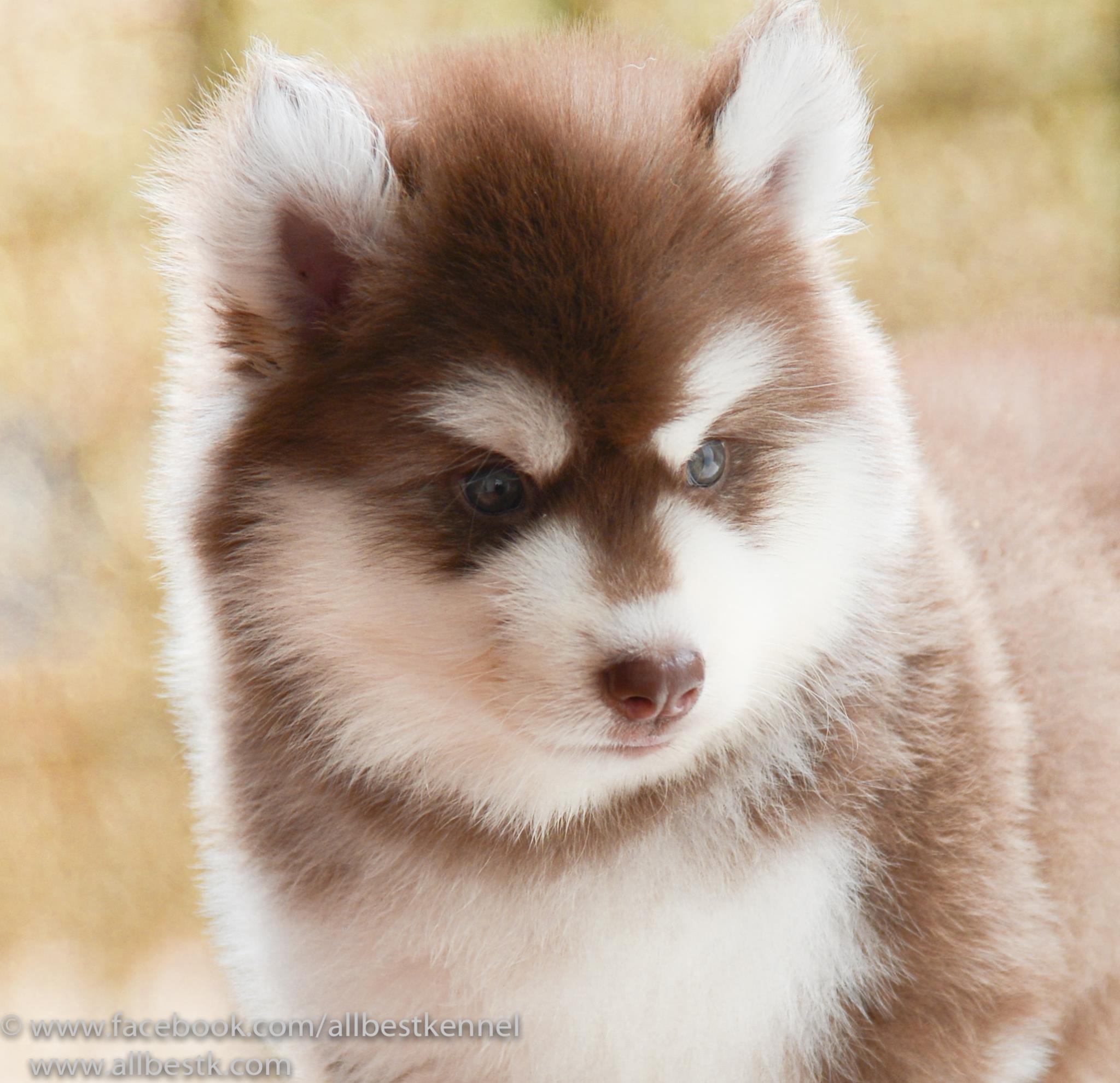ฟาร์มไซบีเรียนอันดับ1 ในประเทศไทยAllbest kennel คัดคุณภาพเกรดดีที่สุดเพื่อคุณ