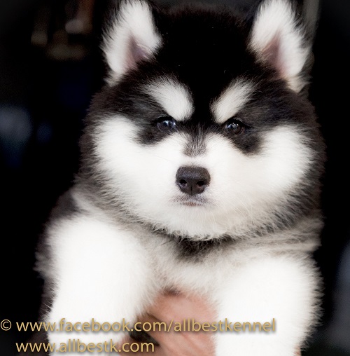 ฟาร์มไซบีเรียนอันดับ1 ในประเทศไทยAllbest kennel คัดคุณภาพเกรดดีที่สุดเพื่อคุณ