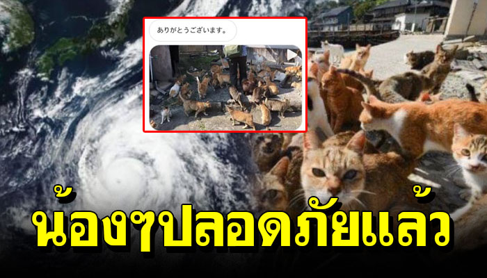 รัฐบาลญี่ปุ่น สั่งช่วยเหลืออพยพแมวบนเกาะ อยู่ที่ปลอดภัยแล้ว