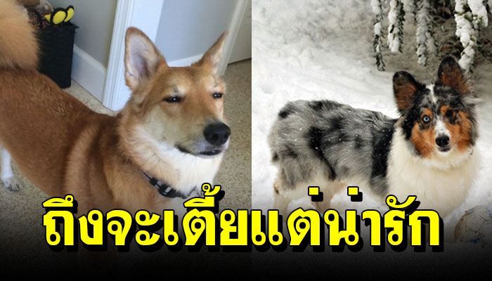 20 ภาพ "หมาเตี้ย" สุดน่ารัก