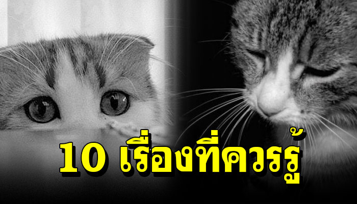 10 สิ่งที่ทาสแมว ควรรู้