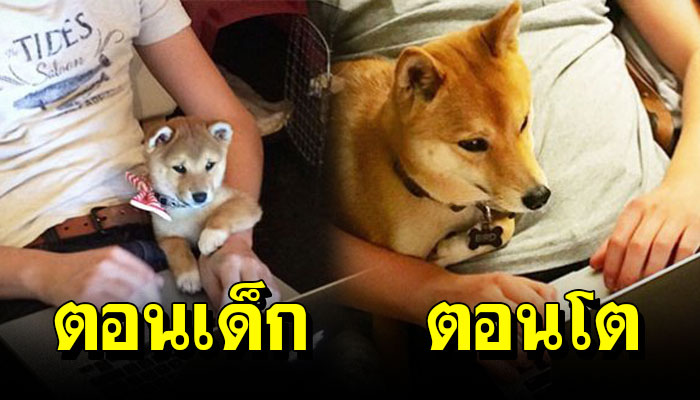 รวม 15 ภาพ ตอนเด็ก VS ตอนโต ดูแล้วยิ้มตาม น่ารักมาก