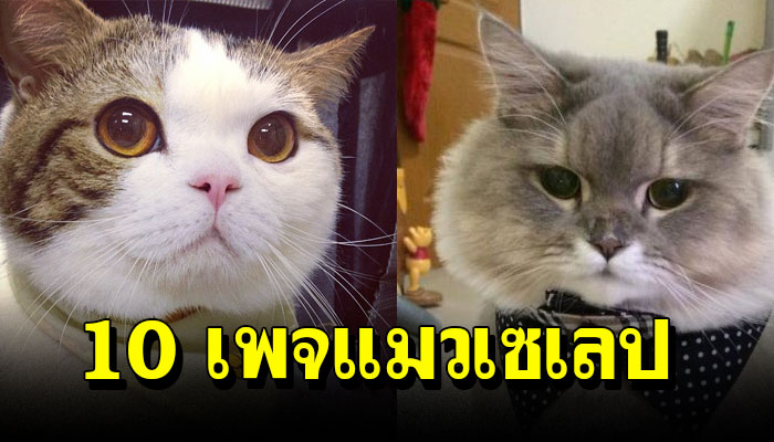 ส่อง 10 เพจแมวเซเลปในเมืองไทย