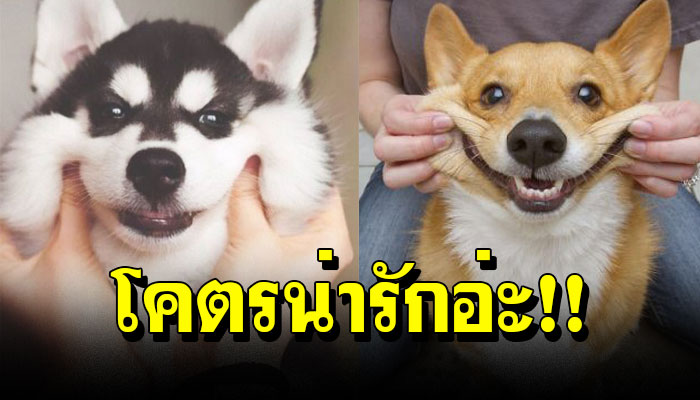 20 ภาพ เมื่อเจ้าตูบ มันมีเหนียงมีแก้ม ทั้งน่ารักทั้งฮา