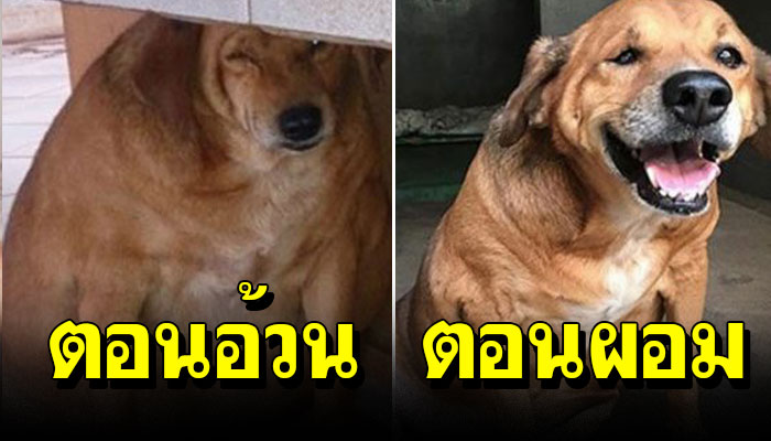 เปิดภาพก่อนและหลัง การลดน้ำหนักของหมาแมวตัวกลม ให้กลับมาน่ารักเหมือนเดิม