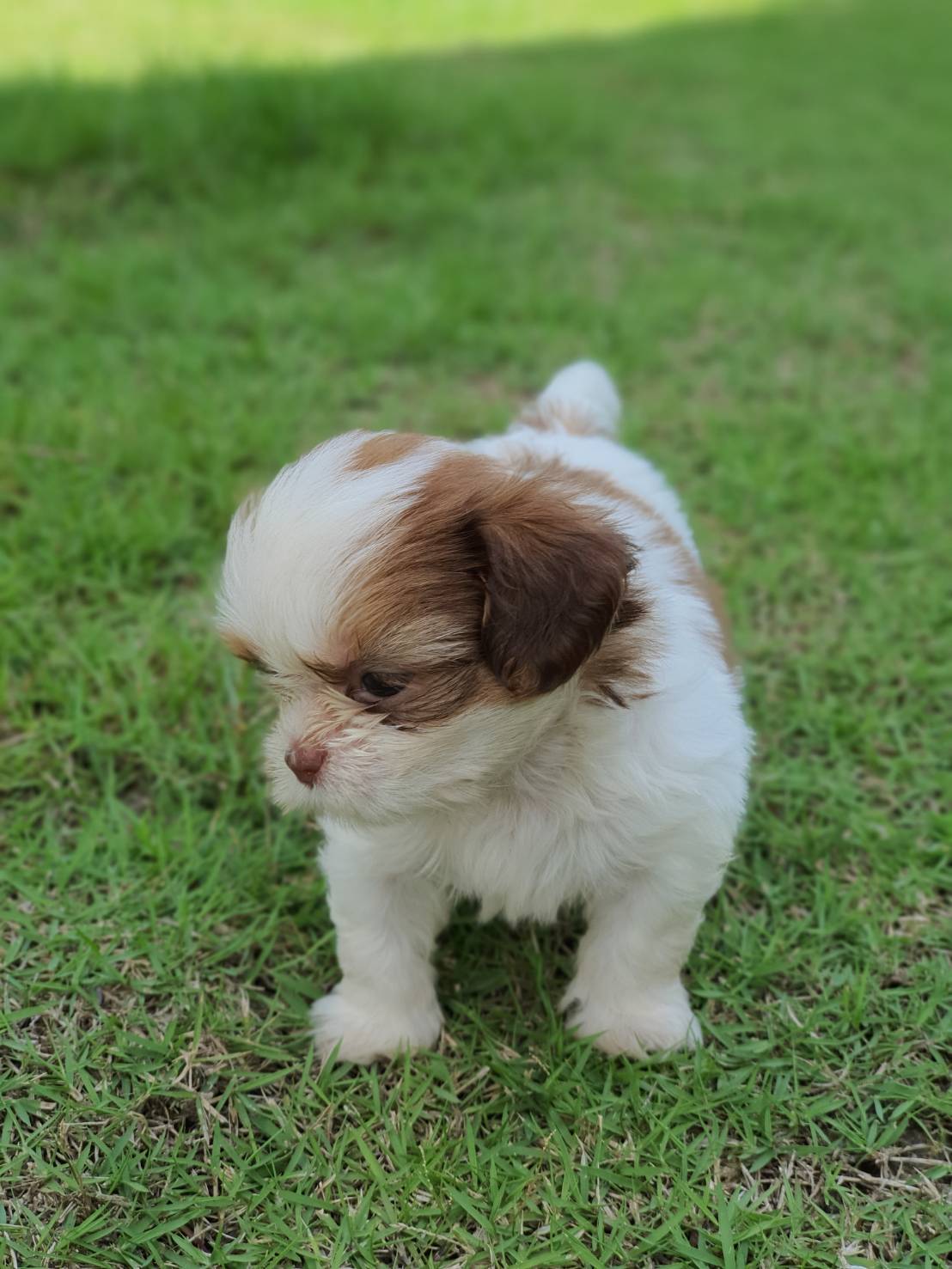 ขายลูกสุนัขชิสุเพศผู้ 3,000 ด่วน ราคาต่อรองได้ กทม. หรือส่งเครื่องบิน ตจว.