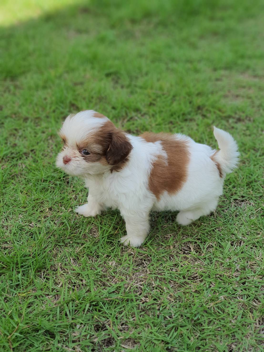 ขายลูกสุนัขชิสุเพศผู้ 3,000 ด่วน ราคาต่อรองได้ กทม. หรือส่งเครื่องบิน ตจว.