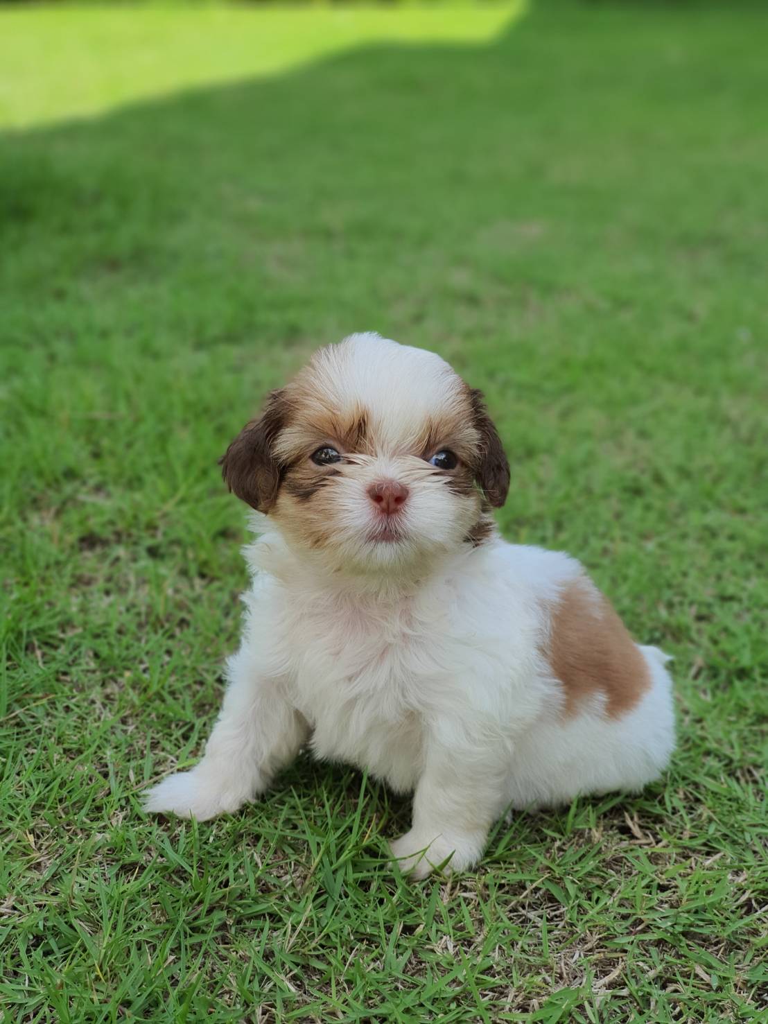 ขายลูกสุนัขชิสุเพศผู้ 3,000 ด่วน ราคาต่อรองได้ กทม. หรือส่งเครื่องบิน ตจว.