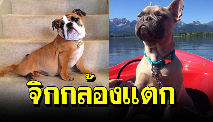 “จิกกล้องแตก” กับเจ้าตูบ ทำเหมือนกับมืออาชีพ