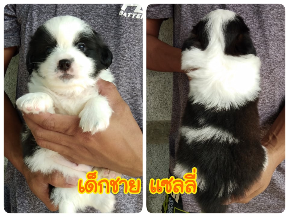 ชิสุผสม ผู้2ตัว เมีย1ตัว