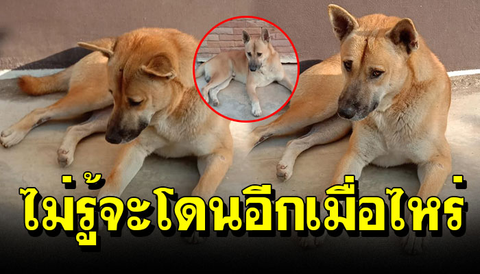 เจ้าตูบ โดนวางยา ก่อนหมดลม วิ่งกลับบ้านไปหาแม่กว่า1กิโล ขอให้แม่ช่วยชีวิต