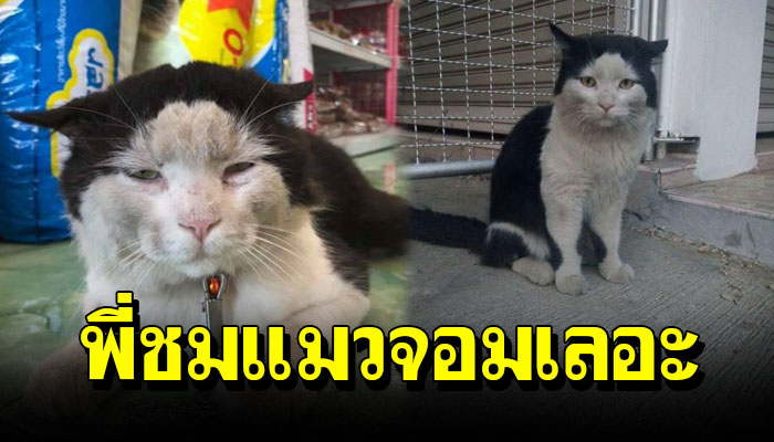 เจ้าตูบ ชม แมวจอมเลอะ ทางบ้านดีมีฐานะแต่ไม่ชอบอาบน้ำ ว่างๆชอบเหล่สาว
