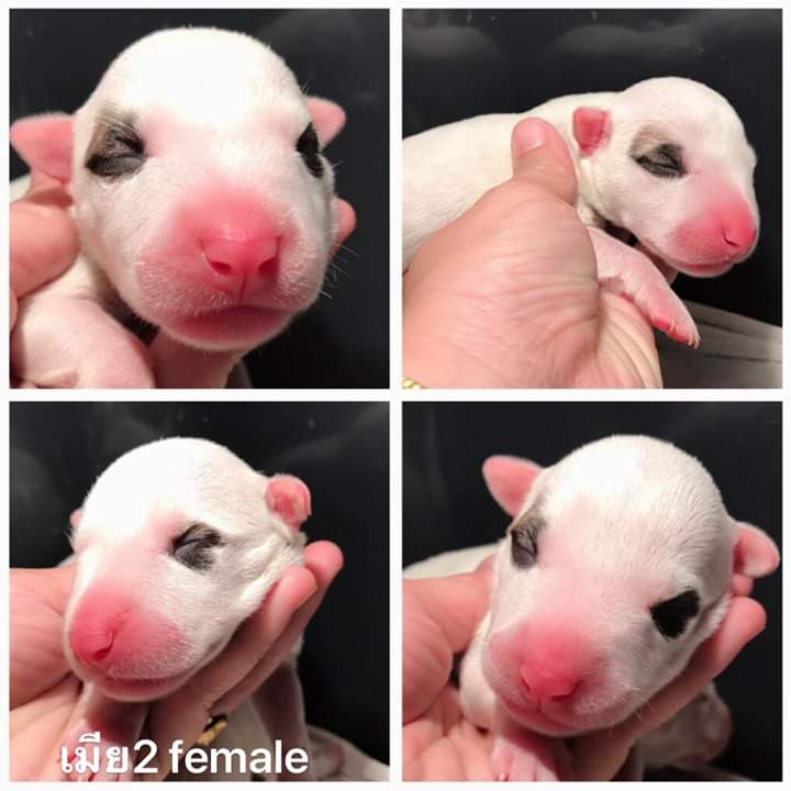 ขายบูลเทอเรีย สแตนดาท Bull terrier std