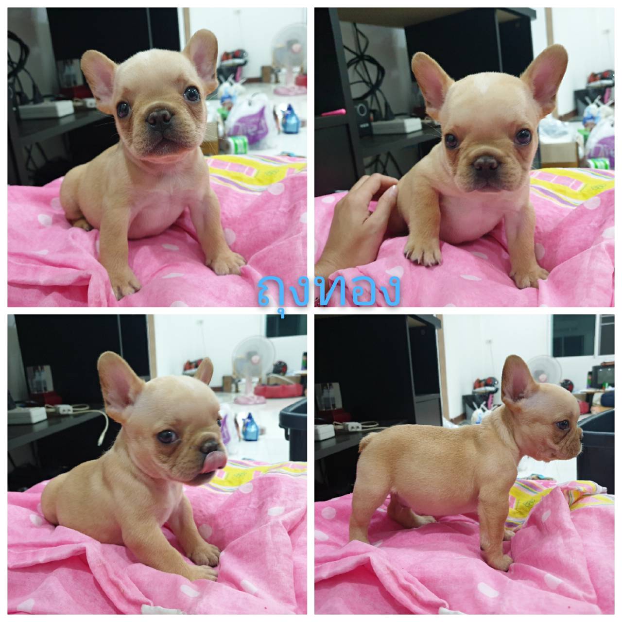 เฟรนช์ชี่