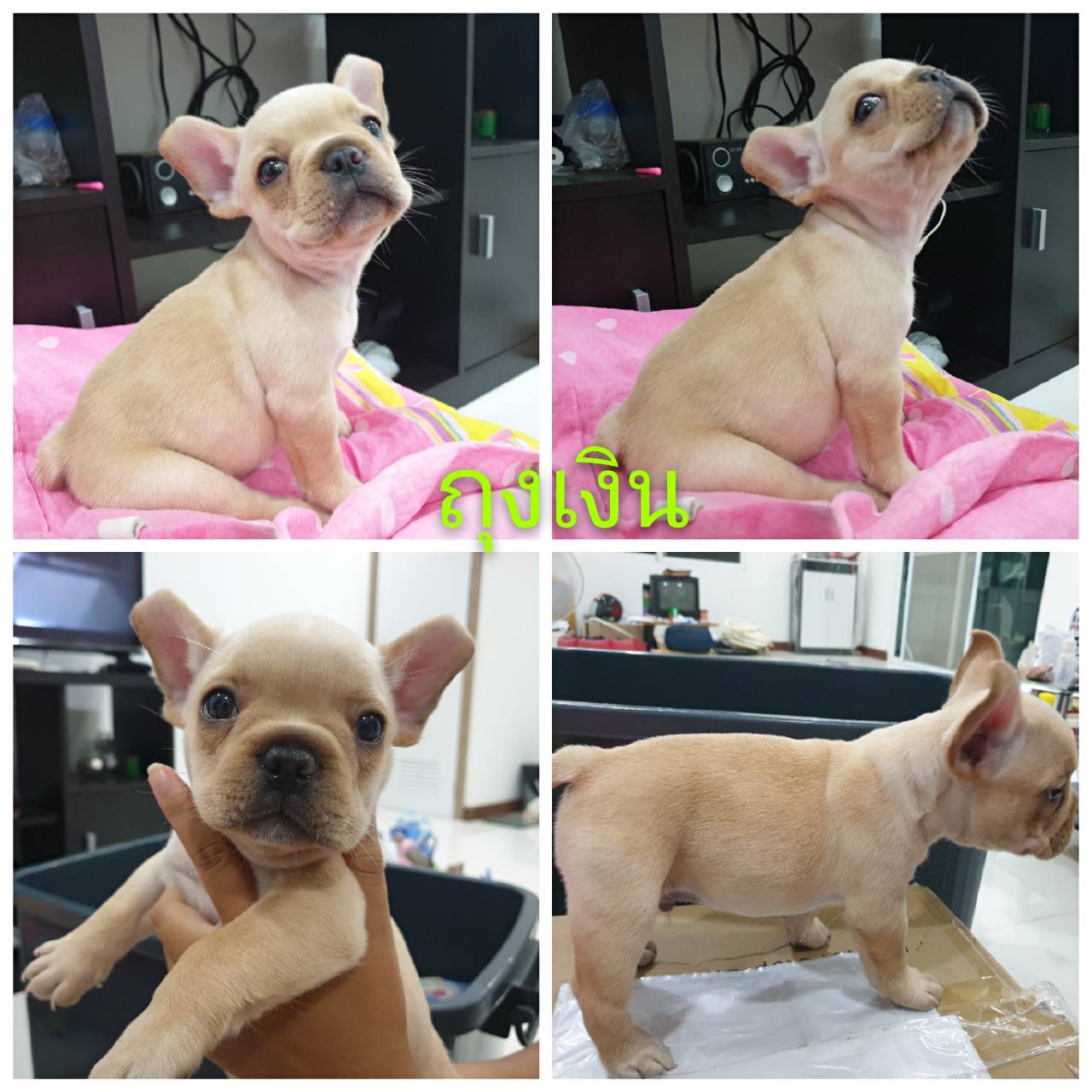 เฟรนช์ชี่