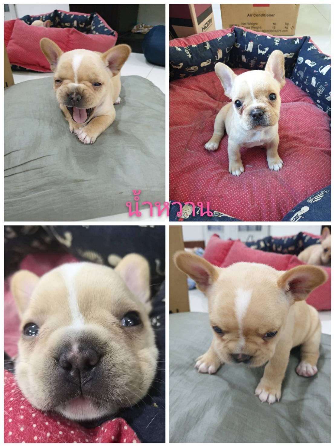 เฟรนช์ชี่