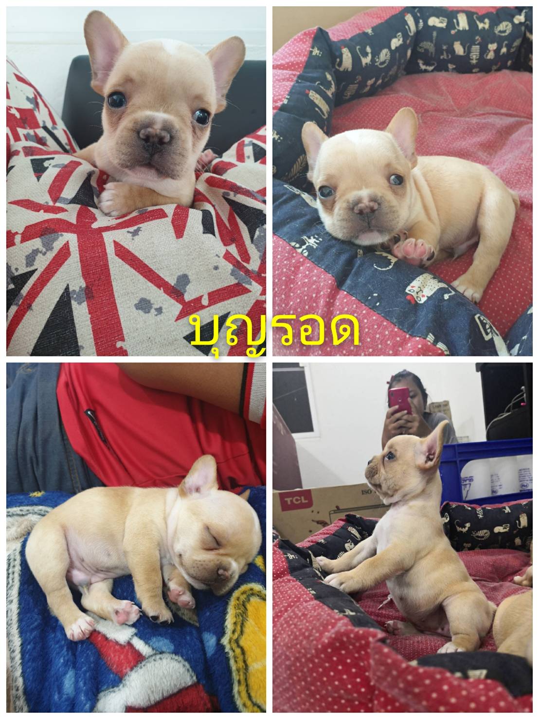 เฟรนช์ชี่