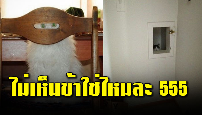 20 ภาพ สุดยอดวิชาการพรางตัวของเจ้าเหมียว