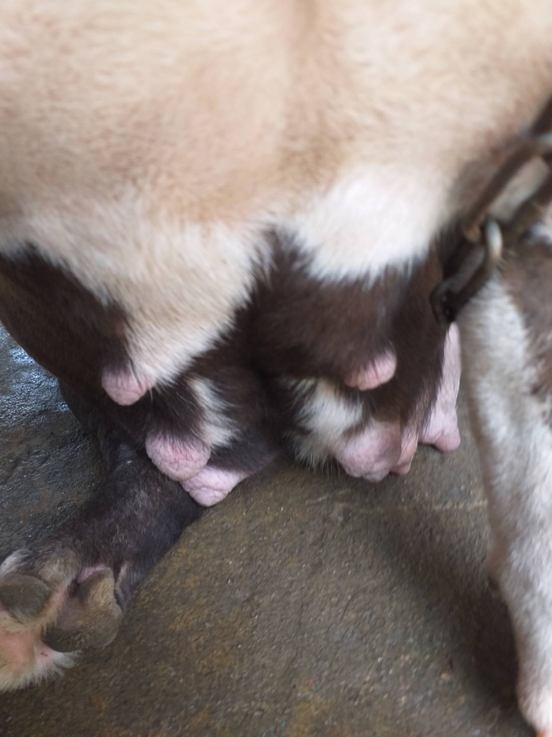 ขายแม่พันธ์ บลูลี่ ใกล้จะคลอดท้องแล้ว  ออก 28 ต.ค 62 นี้