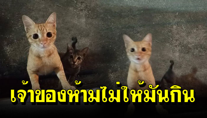 เจ้าของเอามาเลี้ยง พอย้ายหอไม่เอาไปด้วย อดข้าวมา2วันเพราะถูกสั่งห้ามไม่ให้มันกิน